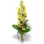  Antalya nternetten iek siparii  cam vazo ierisinde tek dal canli orkide
