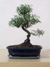ithal bonsai saksi iegi  Antalya iek siparii vermek 